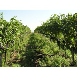 CHIANTI COLLI SENESI DOCG - FATTORIA SAN DONATO